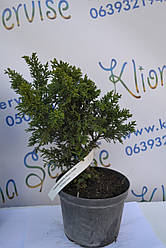 Кипарисовик "Drath", 30-40 см (5л.)