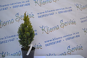 Кипарисовик лавсона "Ellwoods Gold", 40-45 см (3л.), фото 3