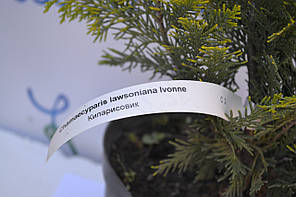 Кипарисовик лавсона "Ivonne", 40-50 см (5л.), фото 2