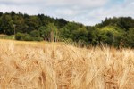 Сільське і лісове господарство Сільське і лісове господарство