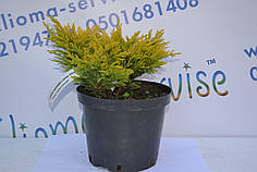 Ялівець горизонтальний "LimmeGlow" (2л.)