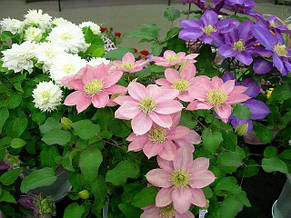 Клематис Little Mermaid (Літл Мермэйд), Р9, фото 3