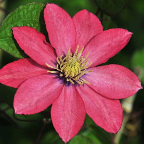 Клематис Little Mermaid (Літл Мермэйд), Р9, фото 2