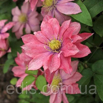 Клематис Little Mermaid (Літл Мермэйд), Р9