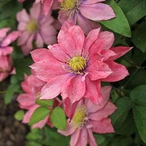 Клематис Little Mermaid (Літл Мермэйд), Р9, фото 1