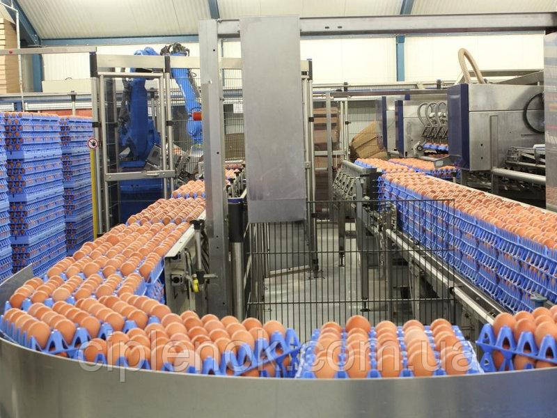 Пластиковые лотки для яиц (60-65 грамм) - фото 2 - id-p573004493