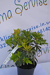 Пієріс японський "Valley Valentine" (p14)