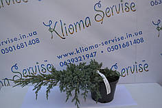 Ялівець лускатий "Blue Carpet" D 40-50 (C3)