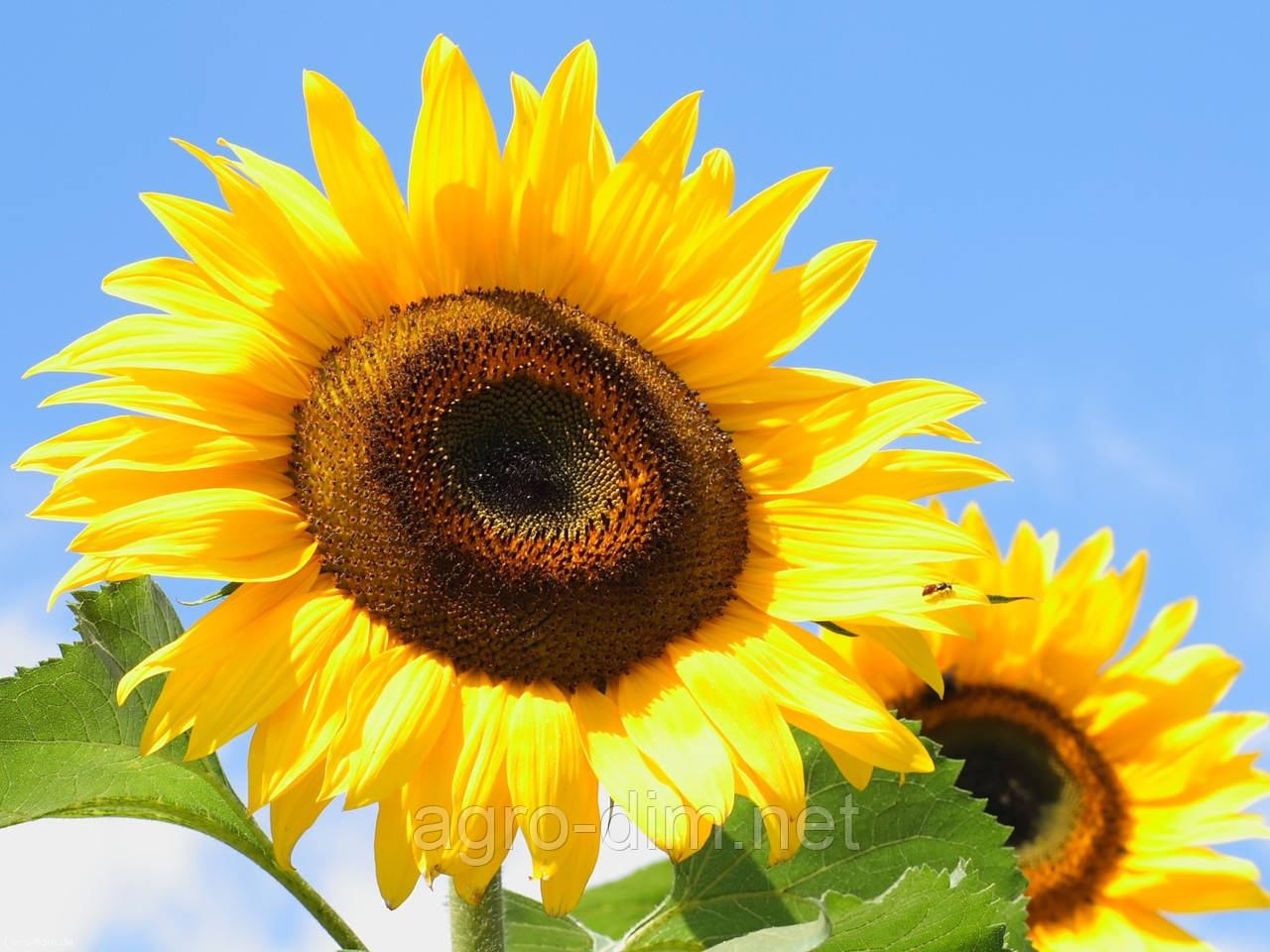 Насіння гібридів соняшника Трансол (A-G)