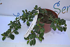 Кизильник "Major" D 25-30 (p14.)