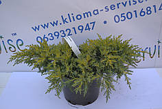 Ялівець середній «Голдкиссен», "Gold Kissen" D 20-25 (C3)