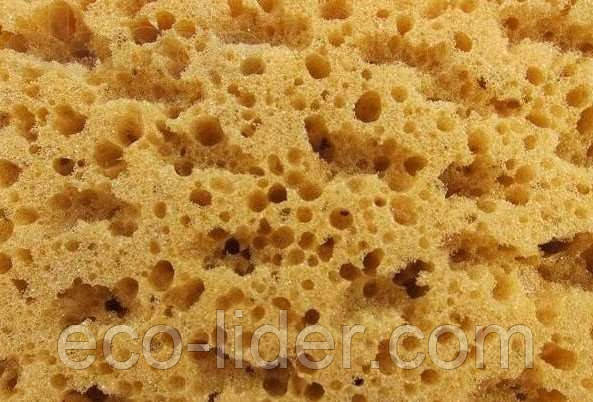 Коралловая губка, фото 1