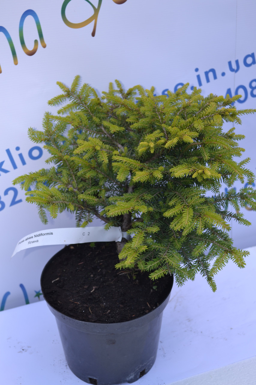Ель Нидиформис (Nidiformis) купить в Украине от ЧП Клиома Сервис™