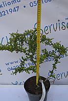 Барбарис Дартс Дефиансе "Darts Defiance" H 40 C2, фото 3