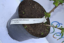 Барбарис Дартс Дефиансе "Darts Defiance" H 40 C2, фото 5