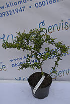 Барбарис Дартс Дефиансе "Darts Defiance" H 40 C2, фото 2