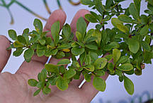 Барбарис Дартс Дефиансе "Darts Defiance" H 40 C2, фото 4