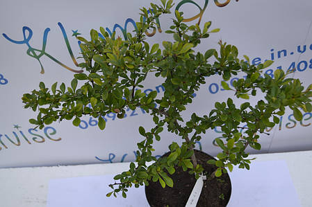 Барбарис Дартс Дефиансе "Darts Defiance" H 40 C2, фото 1