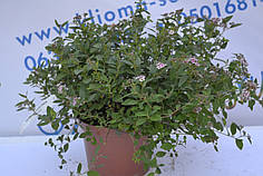 Спірея Нана "Nana" (p14)