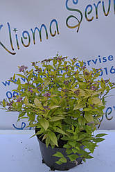 Спірея Голдмаунд "Goldmund" C2