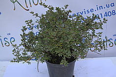 Перстач «Абботсвуд» "Abbotswood" H 40 (C2)