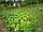 Сітка шпалерна огіркова на метраж., фото 5