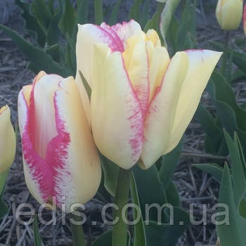 Тюльпан Мультифлора Rosy Bouquet 3 цибулинки, фото 1