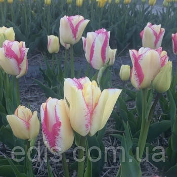 Тюльпан Мультифлора Rosy Bouquet 3 цибулинки, фото 3