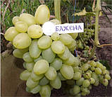 Саджанці винограду Бажна., фото 2