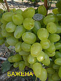 Саджанці винограду Бажна., фото 3
