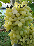Саджанці винограду Зарниця, фото 2