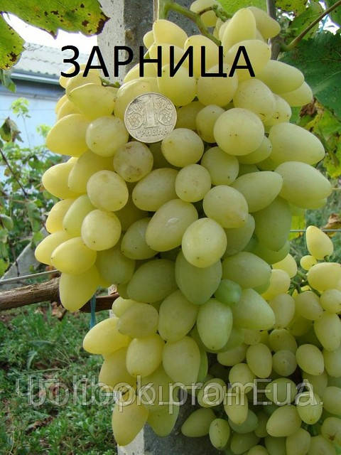 Саженцы винограда Зарница - фото 2 - id-p573590456