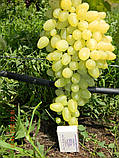 Саджанці винограду Зарниця, фото 3