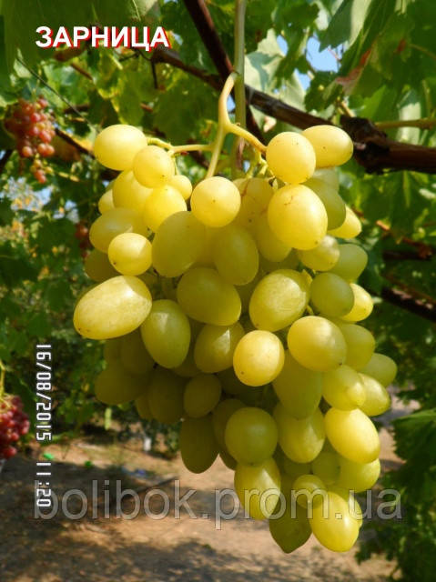 Саджанці винограду Зарниця