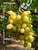 Саджанці винограду Зарниця