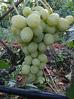 Саджанці винограду Лора