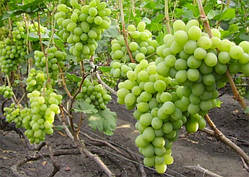 Саджанці винограду Новий Подарунок Запорожнню