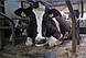 Матрац (EVA) для корівника Mayo Mattress 44 мм, Ірландія, фото 4