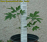 Півонія деревинний Lilac (Бузковий) 2 року, фото 2