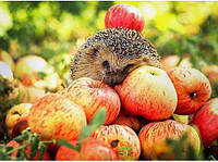 ВІТАЄМО З ЯБЛУЧНИМ СПАСОМ !!!