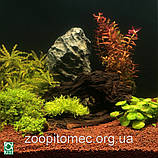 Натуральний грунт для акваріума JBL Manado, 1,5 л., фото 2