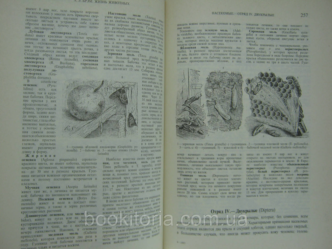 Брэм А.Э. Жизнь животных. В трех томах (б/у). - фото 9 - id-p574156806