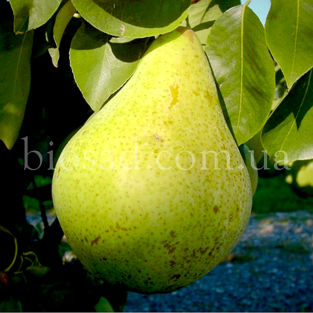 Груша Ноябрська (пізньоосінній сорт), фото 1