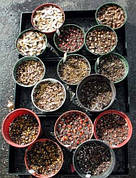Підготовка насіння до посадки: кращі варіанти протруйників