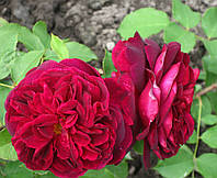 Роза Манстед Вуд. (вс). Английская роза