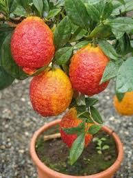 Лимон Россо (Red Lemon Rosso) 25-30 см. Кімнатний: продаж ...