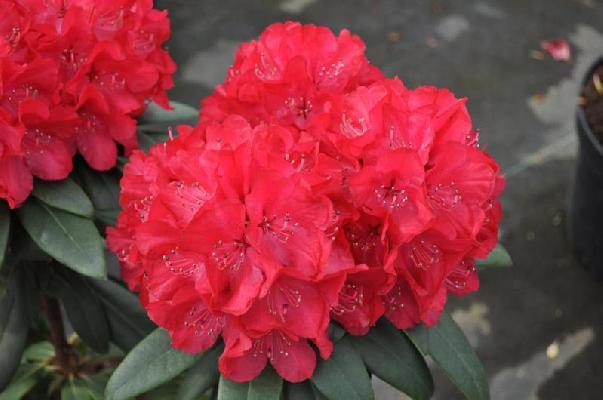 Рододендрон гібридний Wladyslaw Jagіello / Royal Red 2 річний, Рододендрон гібридний Владислав Ягелло/ Роял