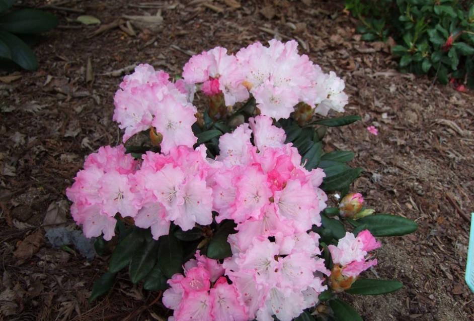 Махачкалалық Дағыстандық секс қыздар