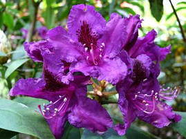Рододендрон гібридний Azurro 3 річний Рододендрон гібридний Азурро, Rhododendron Azurro, фото 4