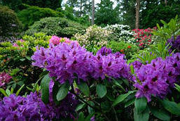 Рододендрон гібридний Azurro 3 річний Рододендрон гібридний Азурро, Rhododendron Azurro, фото 5